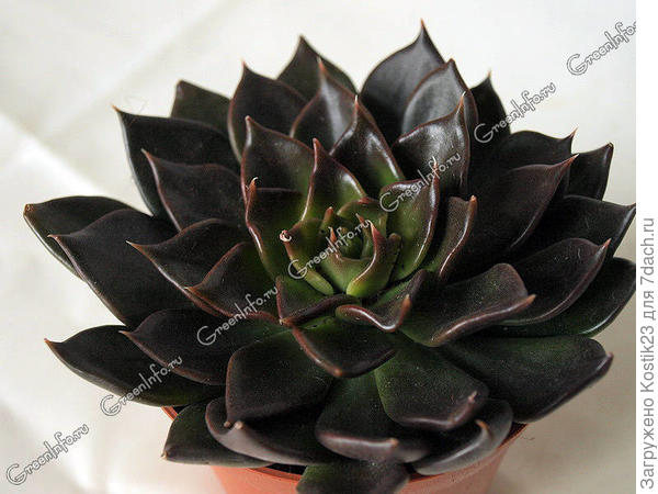 суккулент &amp;quot;Эхеверия&amp;quot;-чёрный принц!