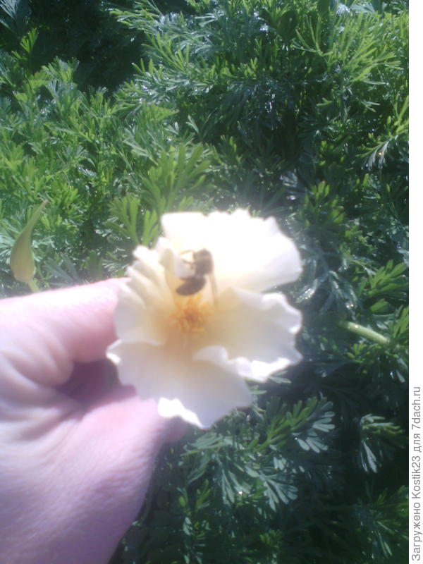 Солнце сильное поэтому на фото резкость размыта ...