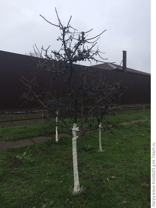 Сегодня ,последний урожай тёрна собирал :) остальное птичкам на зиму оставлю :)