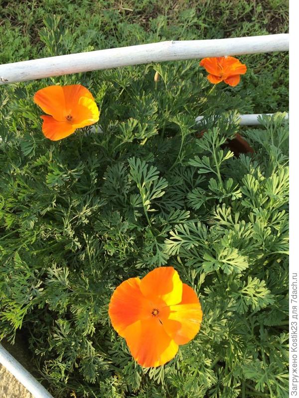 Послелние эшшольции ,вчера сфотографировал после мороза увы....