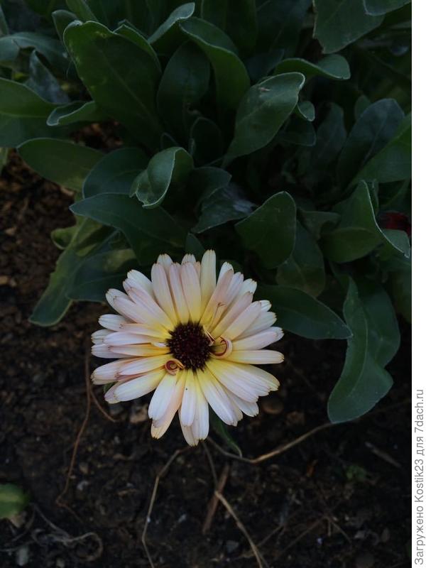 Настурция :)