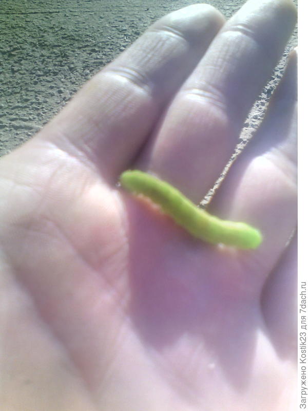 Ползают ещё :)