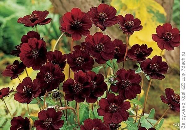 Космея шоколалная .