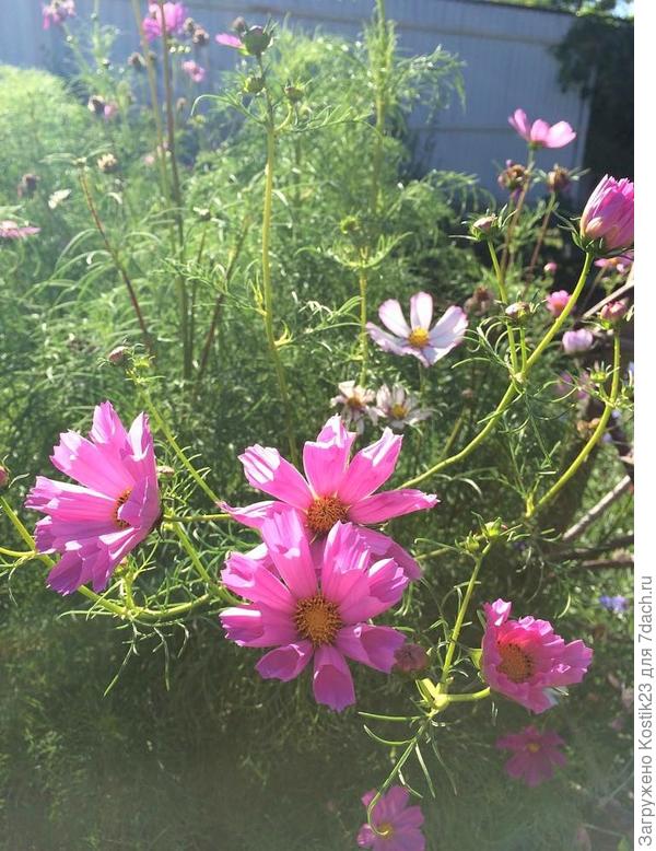 Вот цветёт она на уровне моего лица...