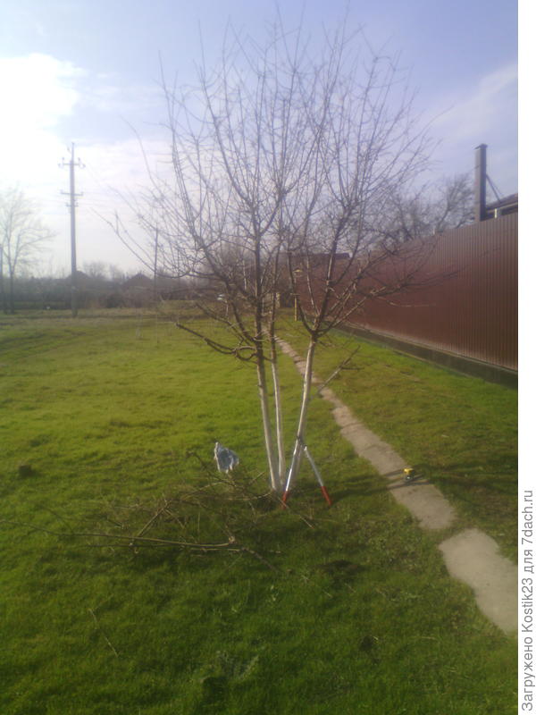 Сегодняшняя обрезка терносливы :)