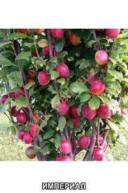 Фото из интернета...