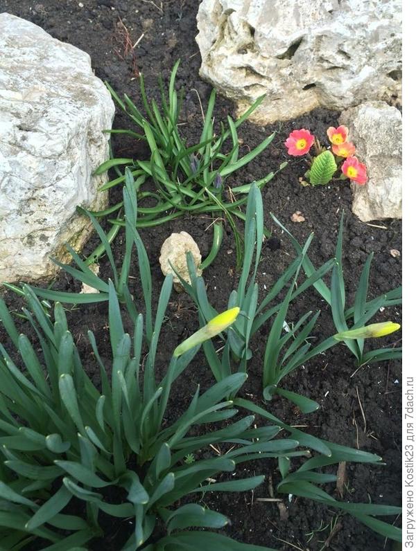 Первые цветы :)