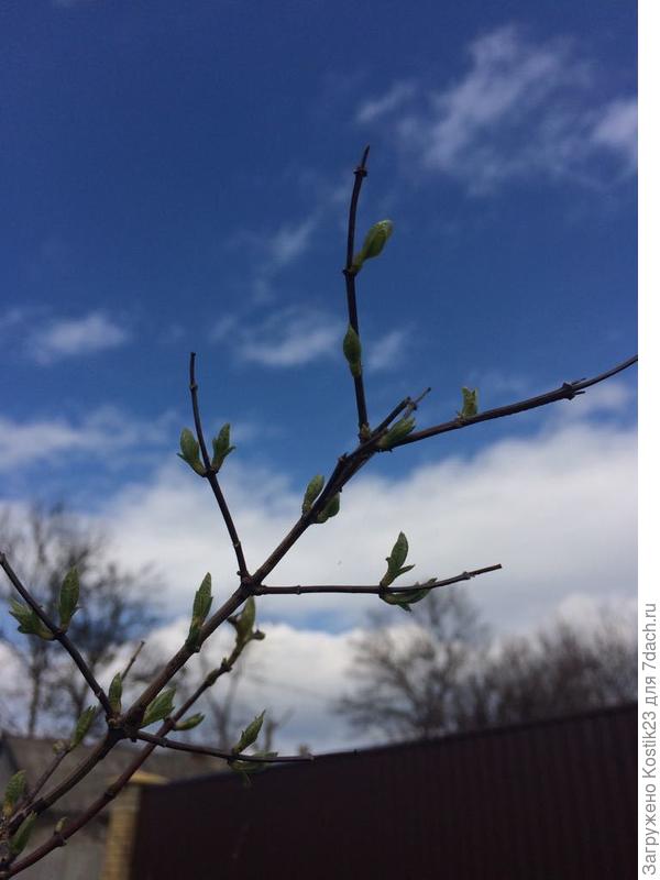 Перобуждение Чебушник "Жасмин садовый"