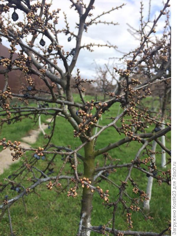 Вот вот зацветёт Тёрен у дома :)