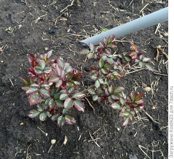 Розы покрываются листьями:)