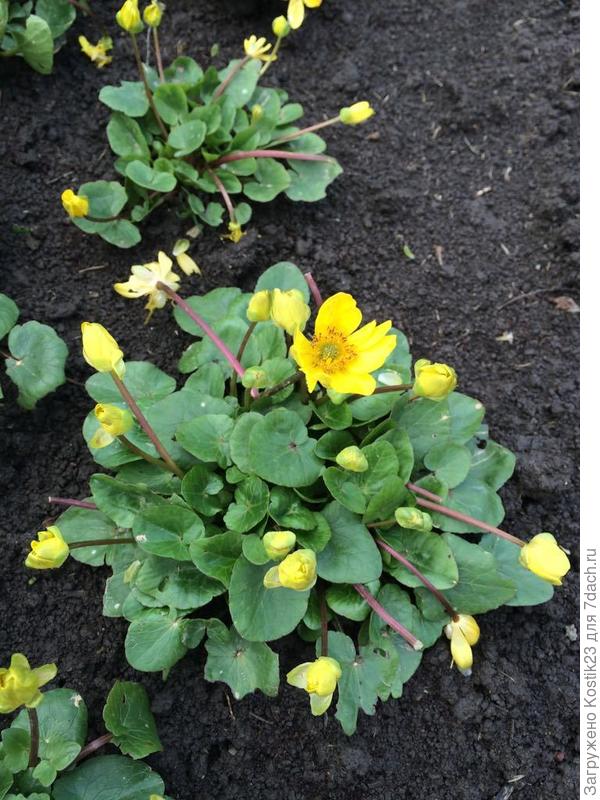 Первоцветы "Калужница"