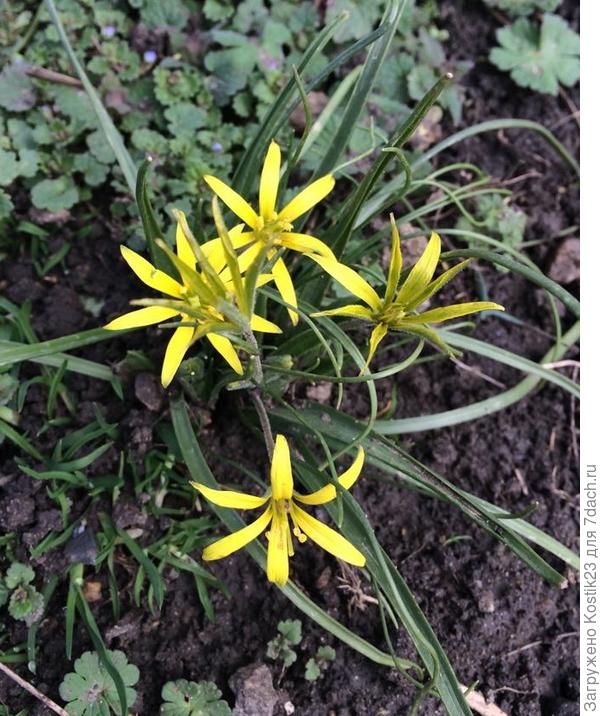 Первоцветы :)