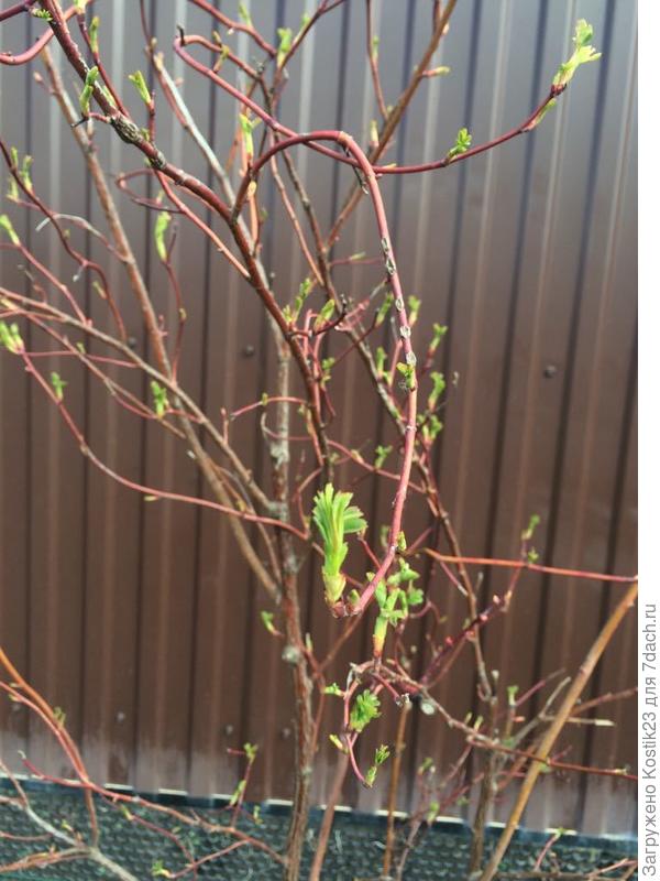 Первые листочки шиповника :)