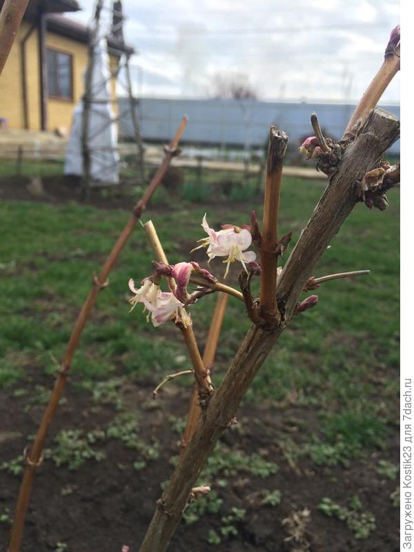 Живолость Татарская,первые цветы:)