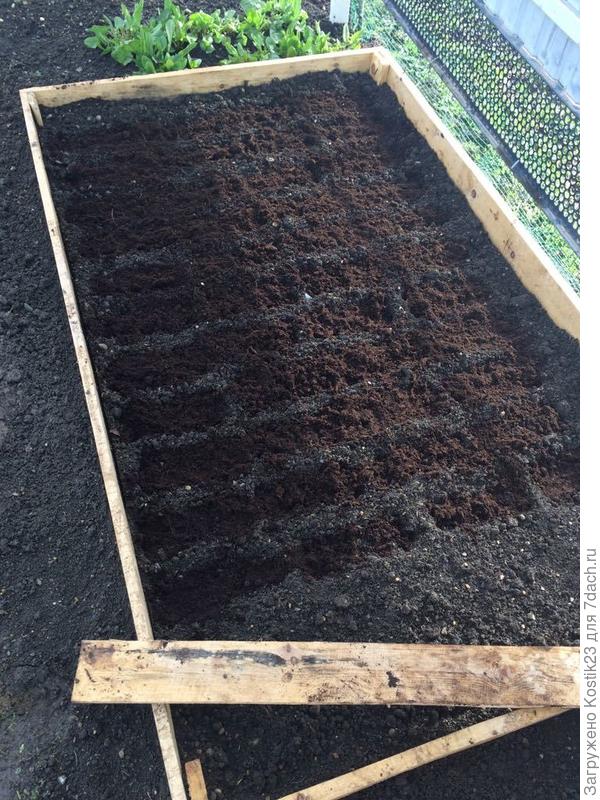 Редисочку посеяли :)