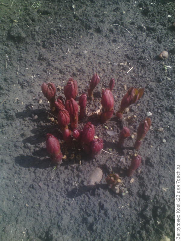 Пионы вытягиваются :)