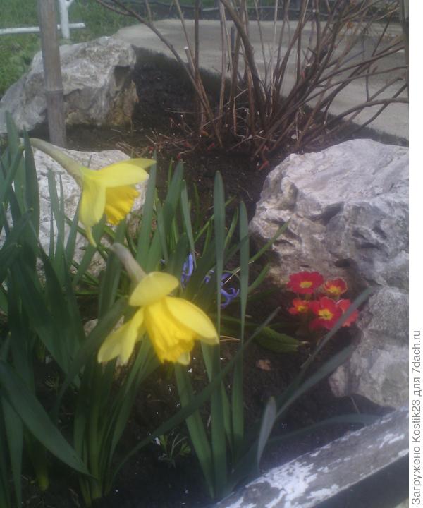 Первые нарциссы у меня раскрылись,странно опазлали в этом году на неделю примерно...