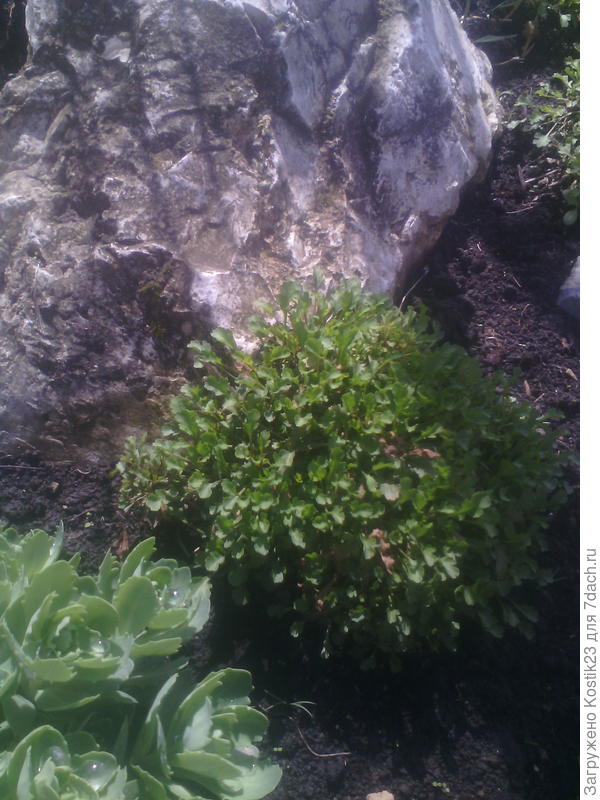 Ромашка проснулась и пошли листики :)