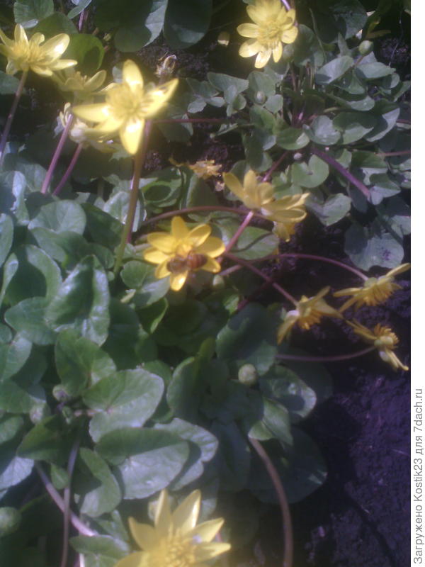 Пчёлки зажужали :)