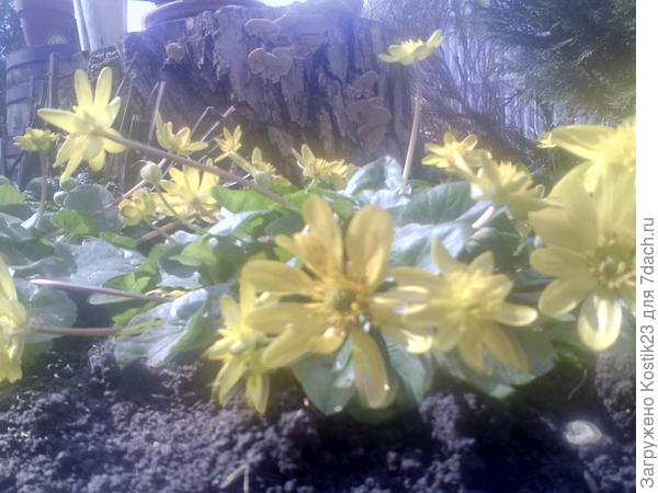 Первоцветы :)