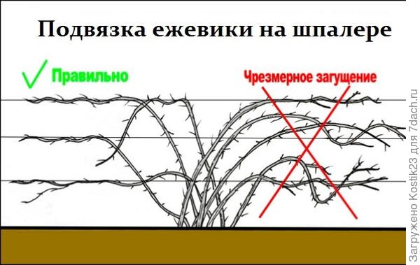 Как правильно посадить ежевику? - ответы экспертов 7dach.ru