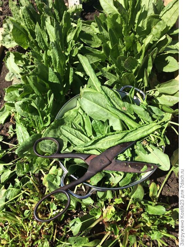Щавель сегодня собирал на супчик с утра :) Люблю эти ретро ножницы :)