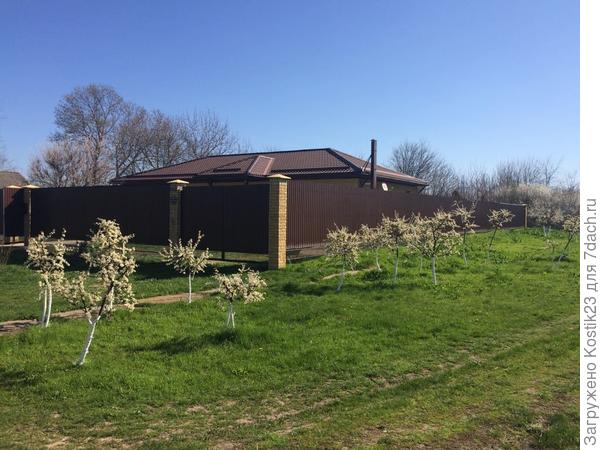 Тёрен цветёт у дома а аромат от него ухххх :)