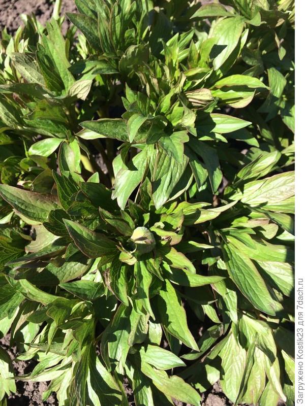 Пионы бутончики уже формируют :)