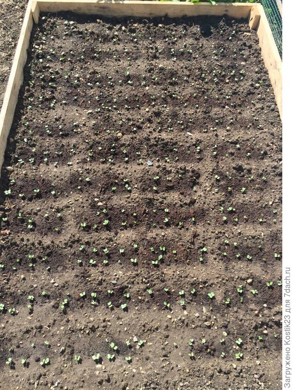 Редисочка проклюнулась уже,на днях сеяли :)