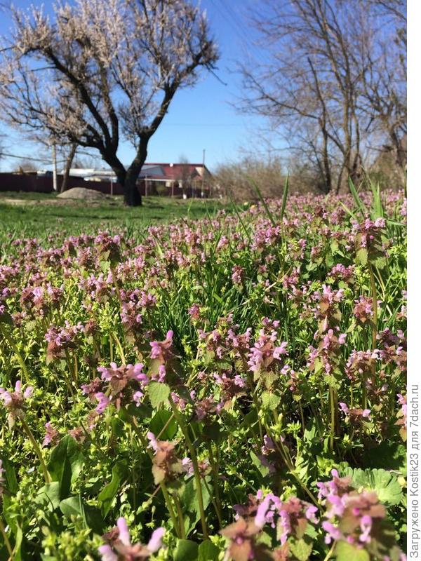 Полянка у соседей перед калиткой ,вся жужит от пчёлок :)