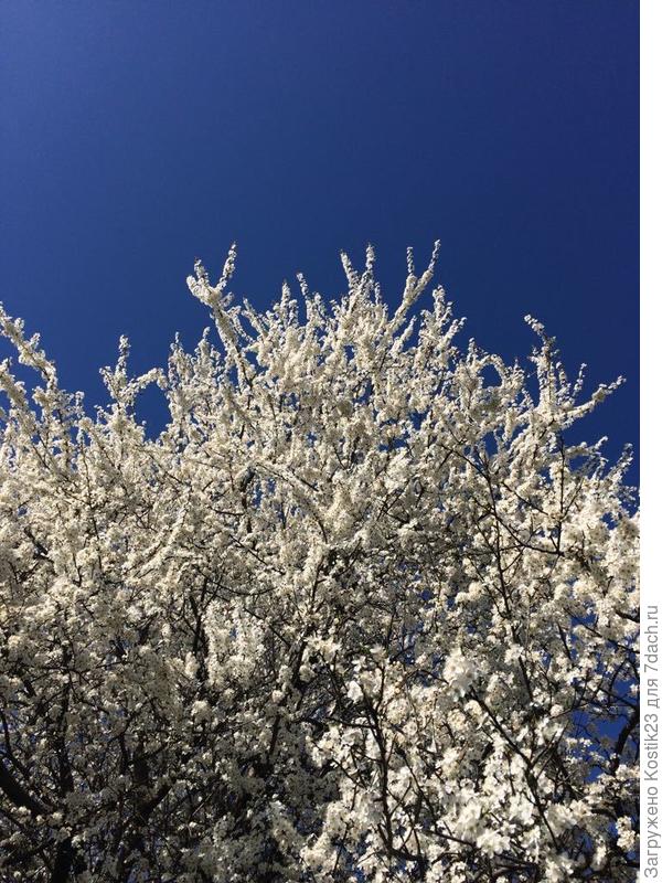 Алыча дичка...