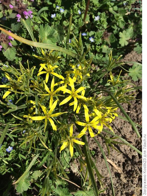 Уже отцветают,последние &amp;quot;кустики&amp;quot; ещё местами выглядывают....