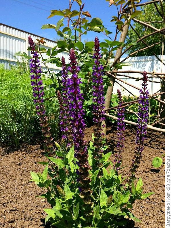 Вот так вот выглядит земля летом...