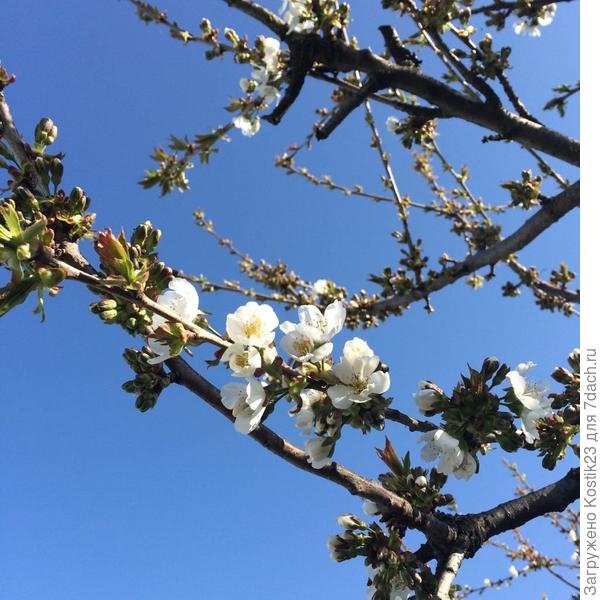 А это Вам чуть чуть Весны и только начинающей цвести черешни,первые цветочки :)