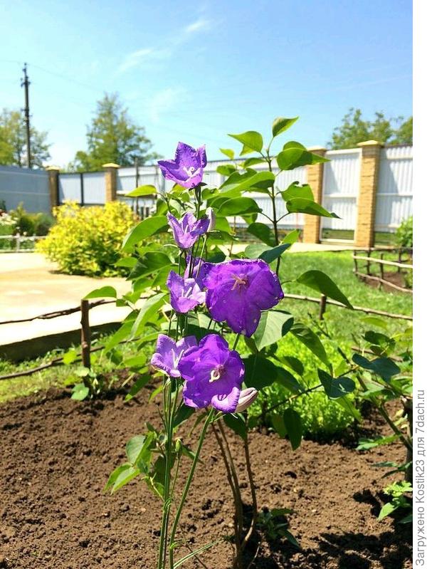 Вот так выглядит весной земля ...