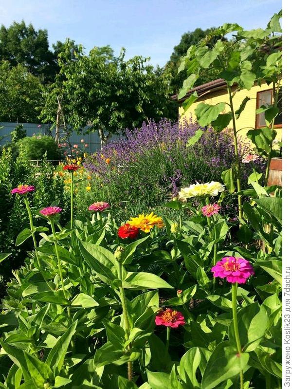 А вот так вот порой &quot;зарастает&quot; цветами :) ...