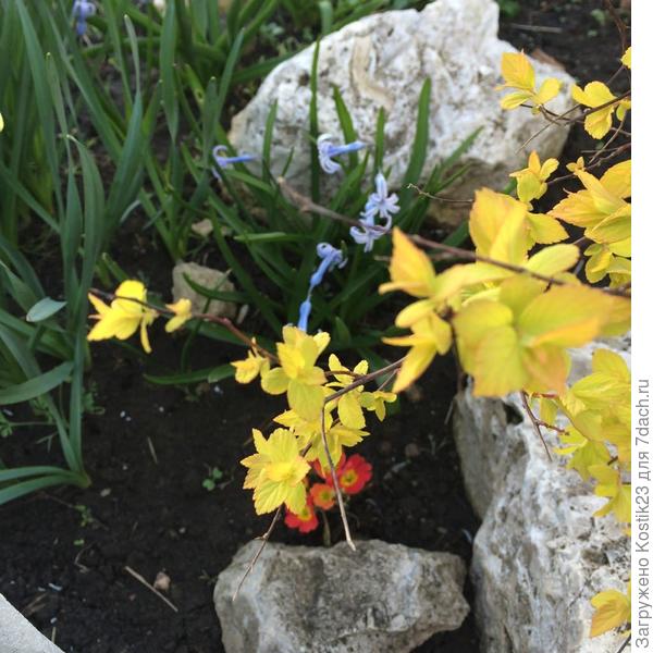 Спирея &quot;Японская&quot; выпустила золотые листочки :)