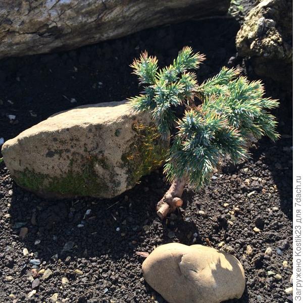 Кто-то выкинул эту ёлочку,нашёл её на дороге с комом сухой земли без горшка,но видно было,что в горшке она была....я обрезал всё сухое и повреждённое,обработал её эпином и корневином посадил,вот вроде бы как даже хвоя стала через несколько нелель ,более живой и с &quot;голубинкой&quot;надеюсь ,что оживёт всё таки до конца :) !