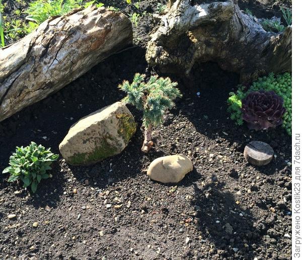 Вот у ёлочки новый уголок и чудесные соседи :)