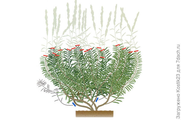 Фото из интернета ...