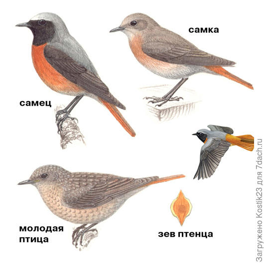 Фото из интернета