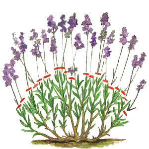 Вот фото из интернета для примера тебе :)