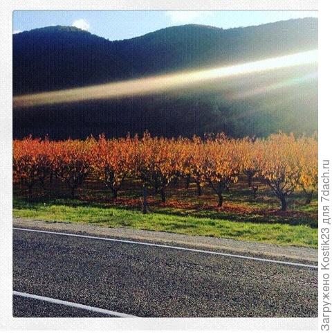 Краснодарский край,Район Геленджика,Персиковый сад, Октябрь 2016