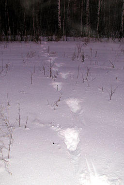 Следы лося ,фото из интернета....