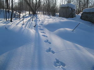 Следы зайца ,фото из интернета...