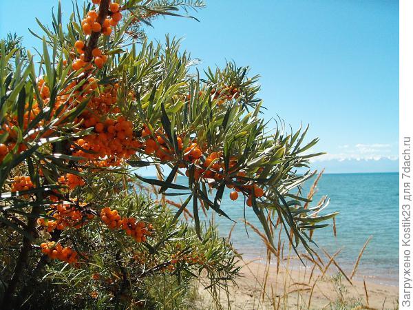 Фото из интернета :)