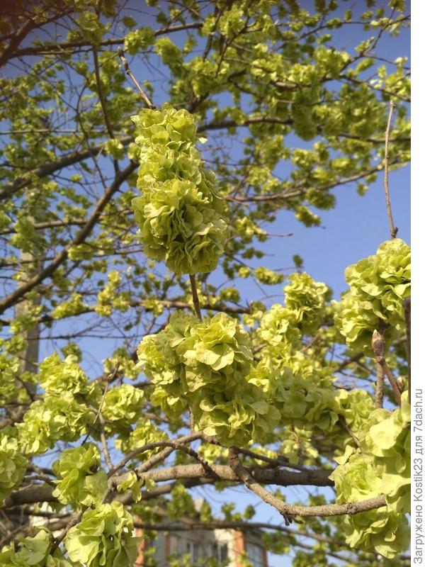 Рядом с домом Карагач зацвёл,его ещё называют( Вяз мелколистный или ильм)