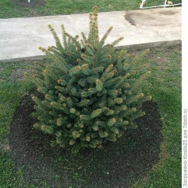 Елочка моя хорошая ,растёт, уже молодые почки "надула" для роста :)