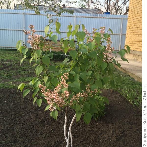 Сиренька у неё 2-ая весна :)