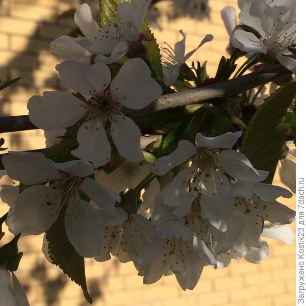 Цветёт черешня,аромат на весь двор :)